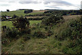 Overgrown farm track, near Bogbain