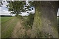 Oak trees at the edge of Rothamsted