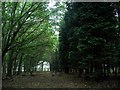 Leylandii amongst the pines