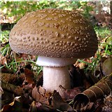 SU3306 : Amanita rubescens fungus in Denny Wood, New Forest by Jim Champion