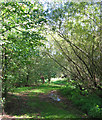 Leafy path at Queens Drive Meadows