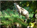 Sheep with a taste for hawthorn