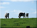 Cattle at Tynllwyn