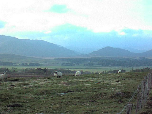 Sheep on the Laggan to Dalwhinnie road