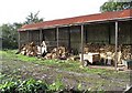 A wood shed at Ellison