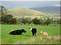 NY6725 : Cattle near Knock Cross by Stephen McKay