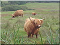 Highland cattle by the Skyreburn road