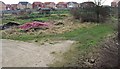 Allotment Gardens