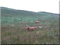 Highland cattle at Bannerbank Farm