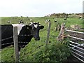 Grazing fields near Llandybie