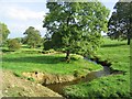 Shaw Burn at Chesterknowes