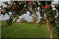 SO6431 : Young Orchard, Lyne Down Farm by Bob Embleton