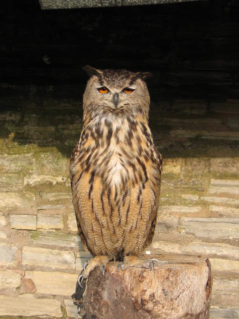 European Eagle Owl © David Stowell :: Geograph Britain and Ireland