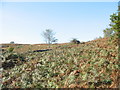 Bracken Infestation above Coed Aber-dunant Wood