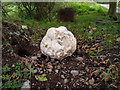 Giant puffball?