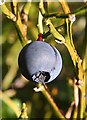 NJ3456 : Blaeberry (Vaccinium myrtillus) by Anne Burgess
