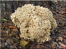 SU3404 : Sparassis crispa fungus, Woodfidley, New Forest by Jim Champion