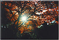 Trees in Autumn Colour