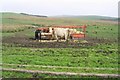 Cattle by feeder at Corsehill