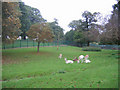 Deer enclosure in Maryon Wilson Park