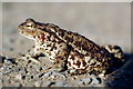 NX3697 : Common Toad by Mary and Angus Hogg