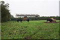 Cattle at Darlton