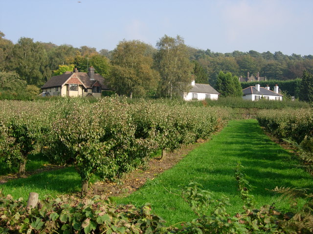 A Pear Orchard near Stone Street - Kent