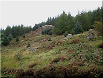NX5678 : On the slopes of Bennan, Clatteringshaws Forest by Oliver Dixon