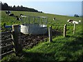 Cattle at Garphar