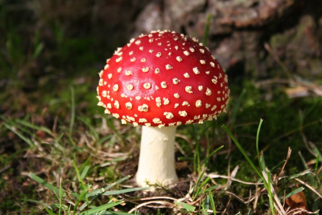 Fly Agaric fungus © Richard Croft :: Geograph Britain and Ireland