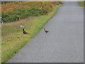 NN7361 : Game birds crossing the road. by Johnny Durnan