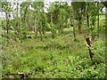 V9056 : Restoration, Glengarriff Forest by Richard Webb
