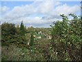 Canalside allotments