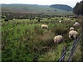 Rough grazing near Kirkbride