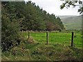 Shelter belt, near Straiton