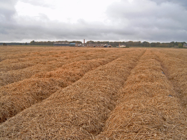 Carrot crop protected with straw