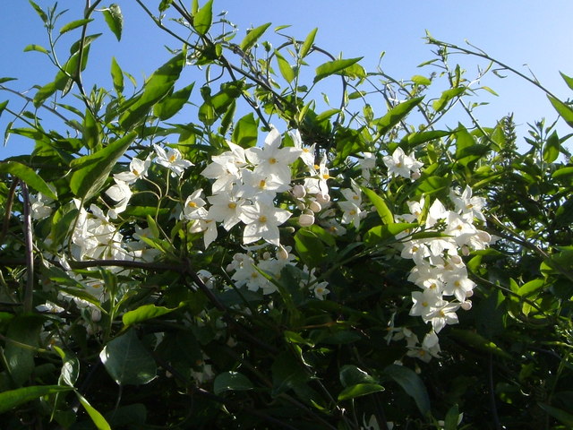 Solanum jasminoides in Topsham