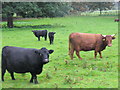 TQ0651 : Dexter Cattle, Hatchlands Park by Colin Smith