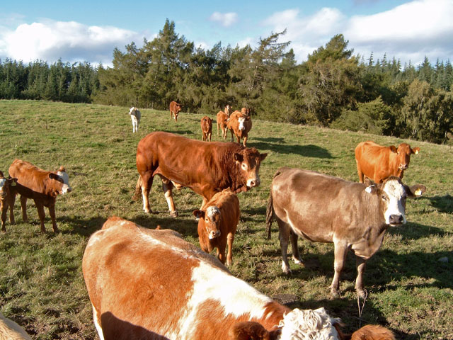 Beef cattle near Glenshiel (farm), Moray