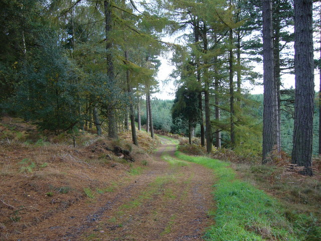 Forest track near the top of Shepherdskirk Hill