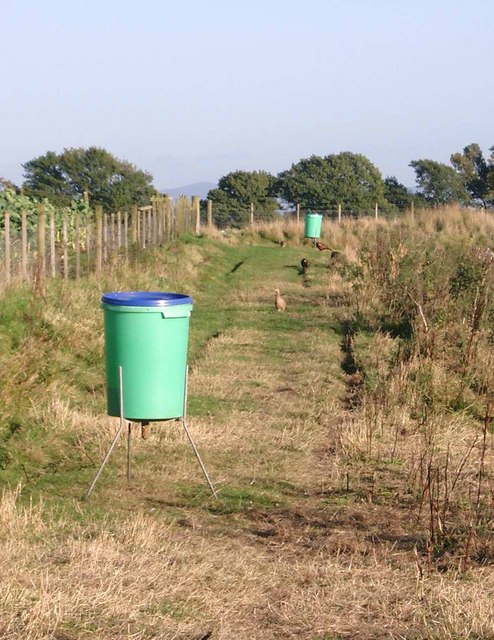 Pheasant rearing at Kipney