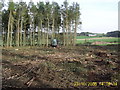 Harvesting Timber