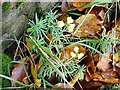 Common toadflax (Linaria vulgaris)