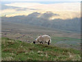 SD7382 : Sheep at Cable Rake by John Lucas