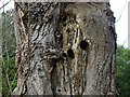 Woodpecker holes