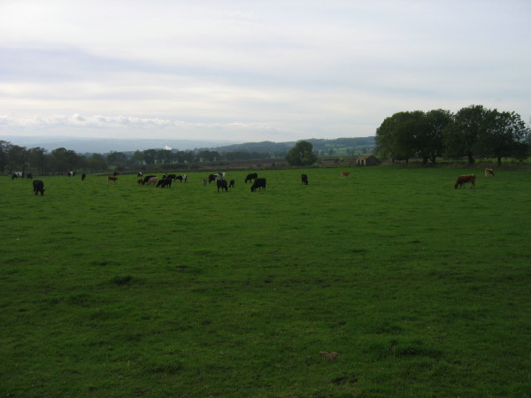 Farmland near Shildon