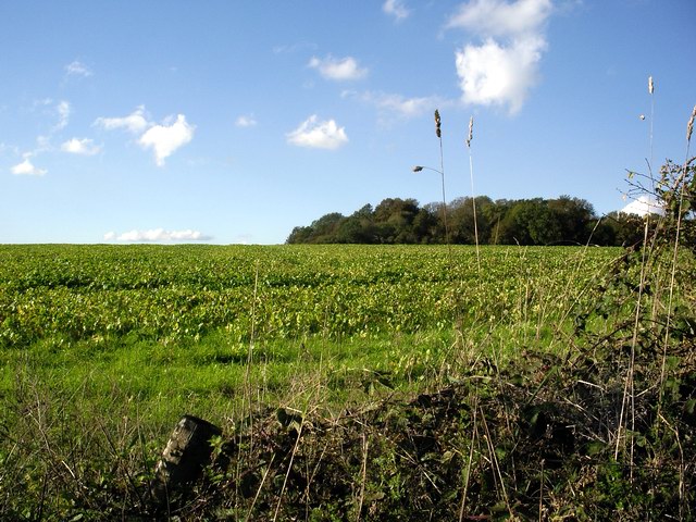 Field southeast of Spital Bushes