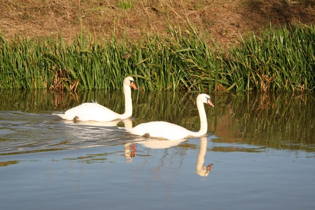 Swans on the Steeping River