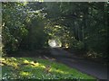 Tree-tunnelled road with the first autumn mist