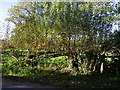 Previously layered hedge at Newhouse Farm